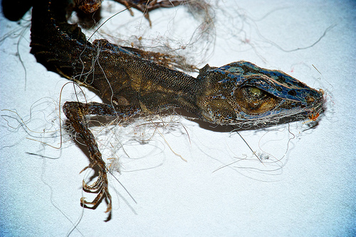 File:4023300993 7fc4b4762e.jpg