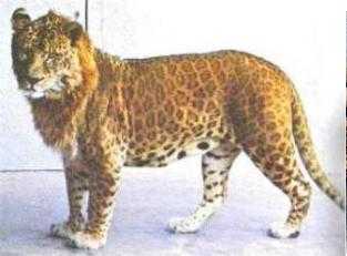 File:Marozi3.jpg