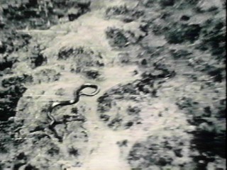 File:Паьмопегь.jpg