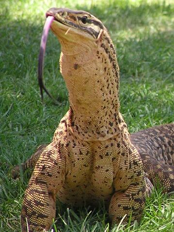 File:Varanid.jpg