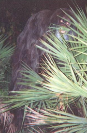 220px-Myakka skunk ape 1