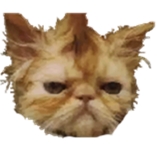 File:Bigfuzzykitten.jpg