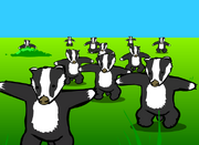Badger Song