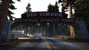 Bigtimberforest.jpg