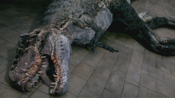 5x5TyrannosaurusRex2.png