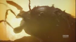 5x1InsecteBrûle