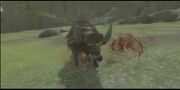 17-boar39