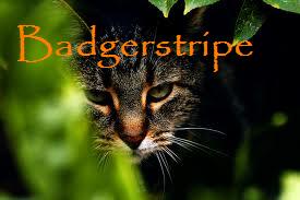 File:Badgerstripe.jpg