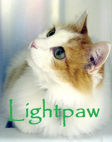File:Lightpaw.jpg