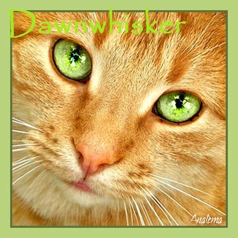 File:Dawnwhisker.jpg