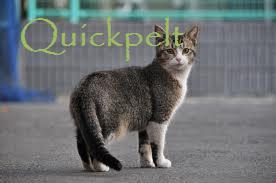 File:Quickpelt.jpg