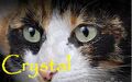 Thumbnail for version as of 03:11, December 24, 2012