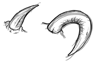 Dragon-horns-types