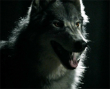 Wolf Form