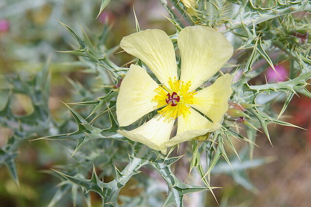 File:800px-Stachelmohn.jpg