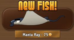 Manta Ray