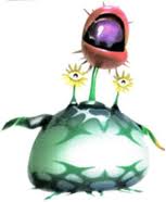 Creeping Chrysanthem