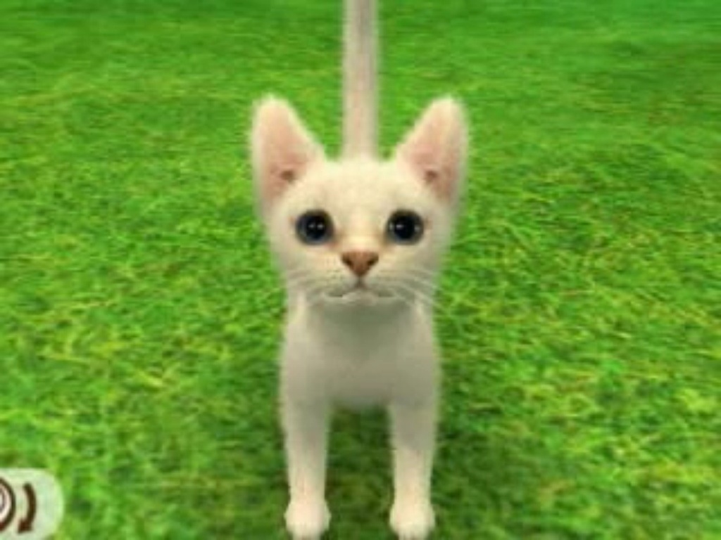 Cat Breeds | Nintendogs Wiki | FANDOM powered by Wikia Cat Breeds | Nintendogs Wiki | FANDOM powered by Wikia