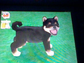 Nintendogs 002