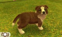 Sheltie-odd2