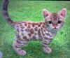 Spottedtabby