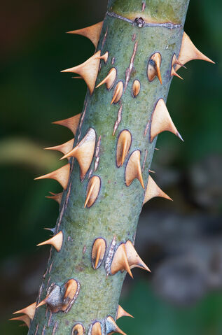 File:Rose-prickles.jpg