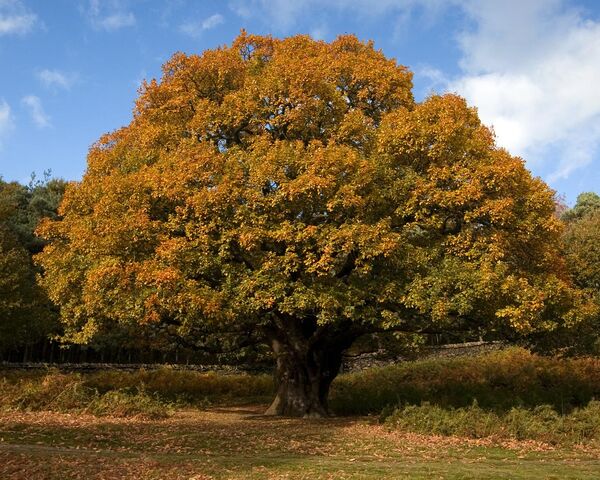 File:Oak-tree.jpg