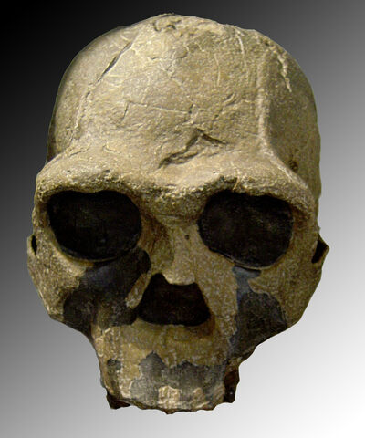 File:Homo ergaster.jpg