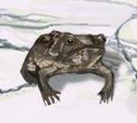 File:Sour Toad.jpg