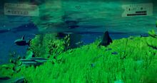 Marine Life 001-0