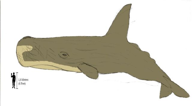 File:High-Finned Sperm Whale 1.jpg