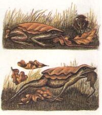 OakleafToad2