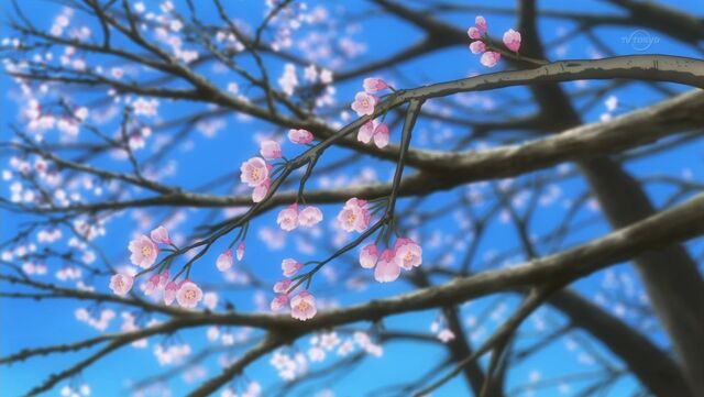 File:Cherry Blossoms.jpg