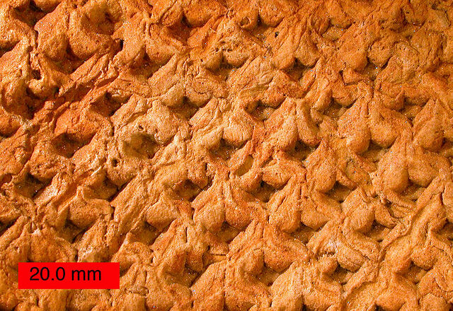 File:LepidodendronOhio.jpg