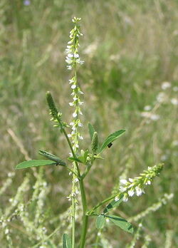Melilotus alba bgiu
