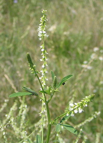 File:Melilotus alba bgiu.jpg