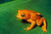 Bufo periglenes2