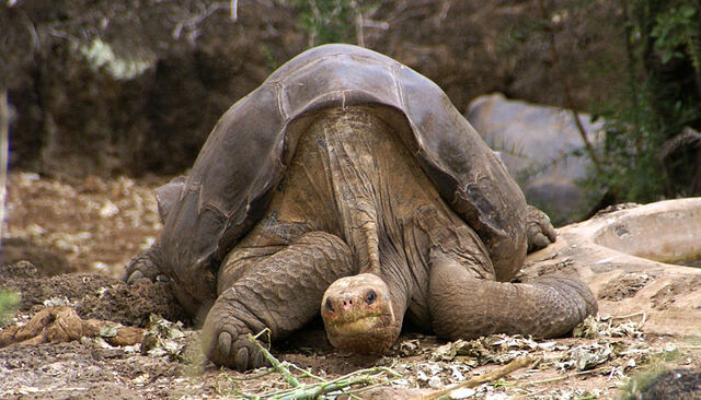 File:800px-Lonesome George -Pinta giant tortoise -Santa Cruz.jpg