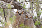 Bubo virginianus -near Tule Lake National Wildlife Refuge, Oregan, USA -juvenile-8