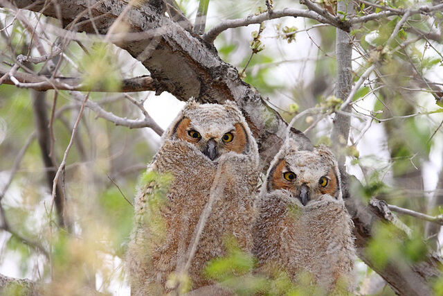 File:Bubo virginianus -near Tule Lake National Wildlife Refuge, Oregan, USA -juvenile-8.jpg