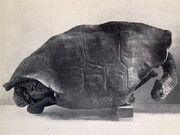 Chelonoidis abingdonii