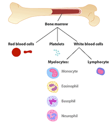 Leukaemia bloodcells