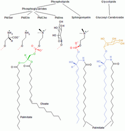 572px-Membrane lipids.png
