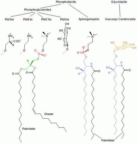Slika:572px-Membrane lipids.png
