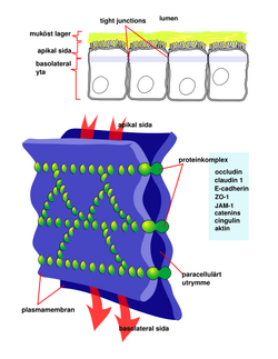 463px-Cellular tight junction, sv.svg.png
