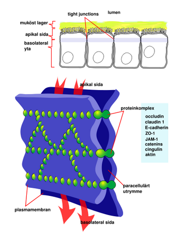 Slika:463px-Cellular tight junction, sv.svg.png
