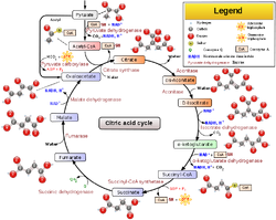 754px-Citric acid cycle with aconitate 2.svg.png