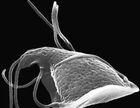Giardia lamblia