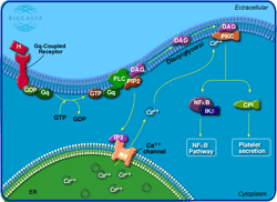 H pkcPathway.gif