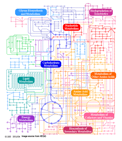 Slika:Pathways.gif